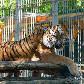 Бенгальская тигрица